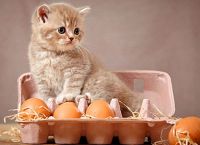 ადამიანისთვის განკუთვნილი 5 საკვები პროდუქტი, რომლებიც შეგიძლიათ, თქვენს კატას უწილადოთ