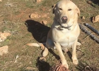 ძაღლმა თურქეთის ნავთობბაზაზე ტერაქტი აღკვეთა (+ვიდეო)