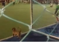სტადიონზე შეპარულმა ძაღლმა, 11-მეტრიანის დარტყმისას,  ფეხბურთელს ხელი შეუშალა (სახალისო ვიდეო)