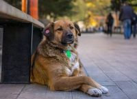 ბუკიას ბაღის ცუგები - ანუ ადგილი, სადაც ქუჩის ძაღლები  მშვიდად და ბედნიერად ცხოვრობენ! (+ფოტო)