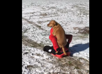 ძაღლი პატრონს ანიშნებს, რომ თოვლზე სრიალი მასაც უნდა (სახალისო ვიდეო)