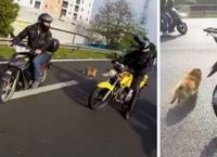 მოტოციკლისტებმა შეამჩნიეს, რომ დაბნეულ ძაღლს სატვირთო მანქანა ეჯახებოდა... (+ვიდეო)