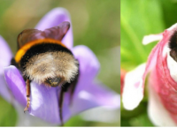 მუშაობისგან დაღლილ ფუტკრებს პირდაპირ ყვავილებში სძინავთ (ემოციური ფოტოები)
