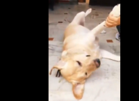 ძაღლმა თავი მოიმკვდარუნა, რათა პატრონს მისთვის ბრჭყალები არ დაეჭრა (სახალისო ვიდეო)