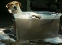 ამ ძაღლებს, მოძმეებისგან განსხვავებით, აბაზანის მიღება ძალიან მოსწონთ (სახალისო ფოტოები)