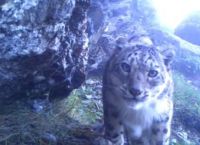 იშვიათი ცხოველის სახეობა - თოვლის ჯიქი ანუ ირბისი, ჰიმალაის მთებში, ფარულმა კამერამ დააფიქსირა (+ვიდეო)