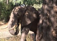 სპილო ძლიერი ტკივილისგან ხეს თავით ეჯახებოდა... მიზეზი 2 დღის შემდეგ გაირკვა