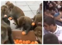 როგორ რეაგირებენ ადამიანები და მაიმუნები უფასო საკვებზე (ემოციური ვიდეო)