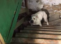მამაკაცმა იყიდა ძველი სახლი და მის სარდაფში ჯაჭვით დაბმული მიტოვებული ძაღლი აღმოაჩინა (+ვიდეო)