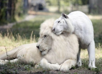 თეთრი ლომისა და თეთრი ვეფხვის შვილები