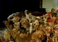წყვილს პატარა ბინაში 170 ძაღლი საშინელ პირობებში ჩაკეტილი ჰყავდა