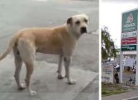 დაუძლურებული, გამხდარი ძაღლი ავტოგასამართ სადგურზე მივიდა... თანამშრომლებმა შეიფარეს, ხოლო 2 წლის შემდეგ, ცხოველმა მათ სამაგიერო გადაუხადა