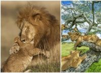 ცხოველთა მეფეები: ლომების 10 ფოტო, რომლებიც საუკეთესო ნამუშევრებად აღიარეს
