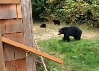 მამაკაცმა დათვების ოჯახს ზრდილობიანად მიმართა, მისი ტერიტორია დაეტოვებინათ... მტაცებლების რეაქცია საოცარია (+ვიდეო)