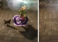 უპატრონო ძაღლმა ქუჩაში გამართული ფესტივალის მონაწილესთან ერთად იცეკვა (სახალისო ვიდეო)