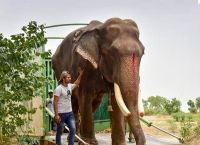 ინდოეთში გაათავისუფლეს სპილო, რომელსაც პატრონი 50 წლის განმავლობაში სასტიკად ექცეოდა