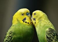 რატომ ლაპარაკობენ თუთიყუშები ადამიანის ენაზე?