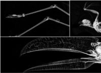 ორეგონის ზოოპარკმა გამოაქვეყნა ცხოველების რენტგენის ფოტოები: როგორ გამოიყურება მფრინავი მელა, პითონი, თახვის კუდი?