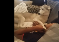 ჯიუტი ძაღლი პატრონის გვერდით ადგილს არ თმობს (სახალისო ვიდეო)