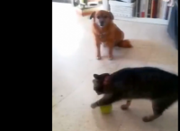 ძაღლი გაოცებული უყურებს კატას, რომელიც ბურთით უცნაურად თამაშობს (სახალისო ვიდეო)