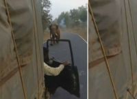 გაბრაზებული სპილო სატვირთო ავტომობილს გაეკიდა (ემოციური ვიდეო)