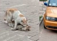 თვითმხილველმა გადაიღო კატა, რომელსაც არ სჯერა მეგობრის დაღუპვის და მას მანქანის ქვეშ მალავს (ემოციური ვიდეო)