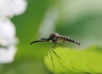 სპეციალისტებმა აღმოსავლეთ საქართველოში კოღოების წინააღმდეგ წამლობა დაიწყეს