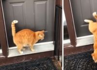 კატამ უკანა თათებით კარზე კაკუნი ისწავლა (სახალისო ვიდეო)