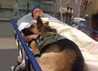 სამხედრო ძაღლი კლინიკაში დაჭრილ ჯარისკაცს არ ტოვებს