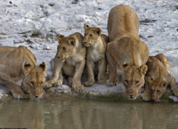 სამხრეთ აფრიკაში  აღმოაჩინეს ლომების ფერმა, სადაც 108 გასაცოდავებული მტაცებელი ბინადრობს