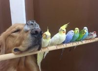 ძაღლი, ზაზუნა და 8 ჩიტი - განსაკუთრებულად საყვარელი მეგობრობა (+ფოტო)