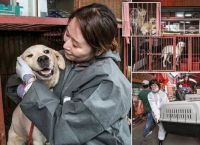 სასაკლაოდან გადარჩენილები: სამხრეთ კორეაში ყველაზე დიდი ძაღლის ხორცის ბაზარი დახურეს
