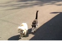 კატა უსინათლო მეგობარ ძაღლს  სახლამდე მისვლაში ეხმარება (+ვიდეო)