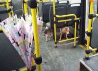 საშინელი ქარიშხლის დროს ავტობუსის მძღოლმა ორი უპატრონო ძაღლი შეამჩნია. მამაკაცის საქციელმა თვითმხილველები გააოცა