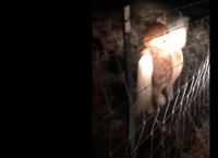 ძაღლი მეზობლის ცალთვალა ცხენზე დაჯდა და გაიქცა... ამ  ვიდეოს 5 მილიონზე მეტი ნახვა აქვს