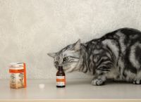 რატომ უყვარს კატას კატაბალახა და შეიძლება თუ არა მისთვის ამ წამლის მიღება?