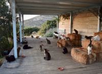 ფისომოყვარულების საყვარელი სამსახური საბერძნეთის ულამაზეს კუნძულზე, სადაც 55 კატა ცხოვრობს