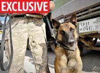 სირიაში სამხედრო ძაღლმა ბრიტანელი ჯარისკაცები ჯიჰადისტებისგან დაიცვა