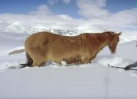 ცხენი თოვლში ჩარჩა, ის 4 დღის გნმავლობაში გამოსვლას ვერ ახერხებდა (+ვიდეო)