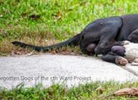 უსახლკარო ძაღლს ქუჩაში ძველ სათამაშოსთან ჩახუტებულს ეძინა - ამ ფოტომ მთელი ინტერნეტი მოიარა