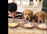 რა შედეგით დამთავრდა მაკარონის სწრაფად ჭამის შეჯიბრი პატრონსა და ძაღლებს შორის? (+ვიდეო)