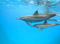 დედალი დელფინები თავის შვილებს მუცელში ელაპარაკებიან
