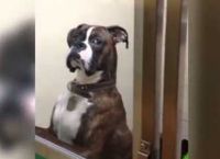 როგორი სახით შეხვდა  ცხოველების სასტუმროში დატოვებული ძაღლი არდადეგებიდან დაბრუნებულ პატრონებს? (+ვიდეო)