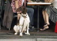 ძაღლებს ნიუ-იორკის რესტორნებში შეუშვებენ