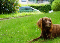 ძაღლი და ფოსტალიონი: ამ ისტორიამ ფრანგების მღელვარება გამოიწვია (ვიდეო)