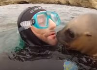 ზღვის ლომი მყვინთავს მიუახლოვდა და აკოცა (სახალისო ვიდეო)