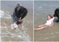 უზარმაზარი ძაღლი ბავშვის ტალღებიდან გამოყვანას ცდილობს  (+ვიდეო)
