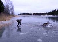 სოფლის მცხოვრებლებმა ყინულში ჩავარდნილი ლოსი ნაჯახებით გადაარჩინეს (+ვიდეო)