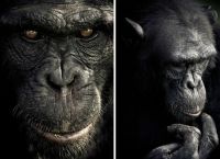 მაიმუნების ემოციები ფოტოგრაფმა ობიექტივზე აღბეჭდა