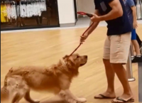 ძაღლს ესკალატორზე ასვლის ეშინია, როგორ იქცევა პატრონი (+ვიდეო)